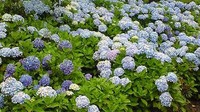 紫陽花の小径