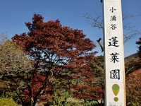 蓬莱園~紅葉の魅力~