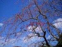 箱根の桜開花状況2009年4月6日