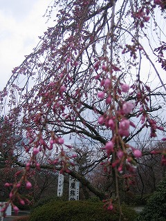 桜 咲き出しました