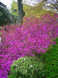 箱根の花情報(2009年4月15日)