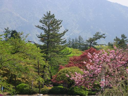 箱根の花情報(2009年4月15日)