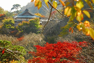 紅葉が見頃になりました