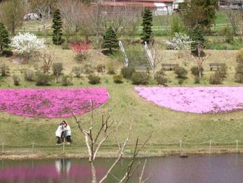 4月8日しばざくら