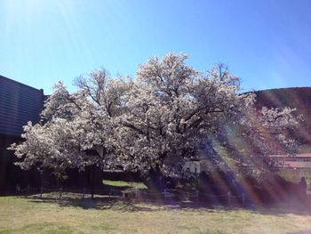 陽をあびたともえ桜