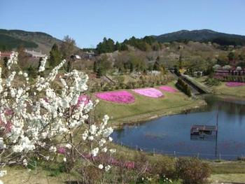 4月8日しばざくら