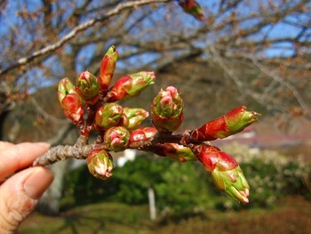 3月26日ともえ桜