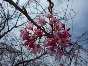 3月28日三春滝桜