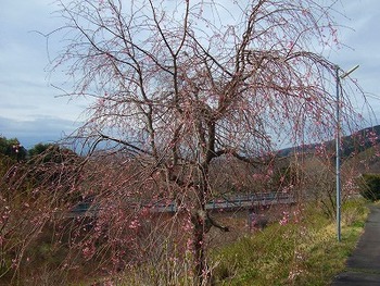 3月28日三春滝桜