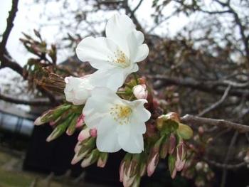 3月29日ともえ桜