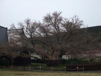 3月29日ともえ桜