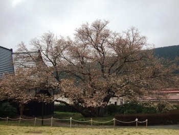 3月30日ともえ桜
