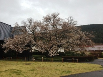 4月2日ともえ桜