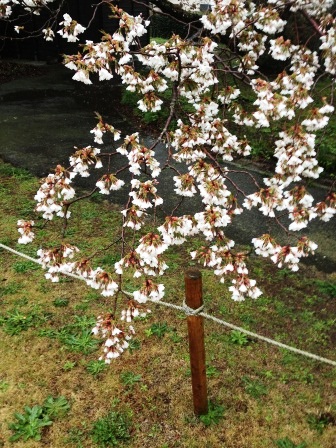 4月3日ともえ桜