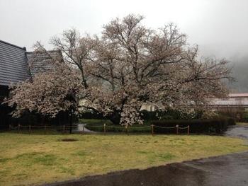 4月3日ともえ桜