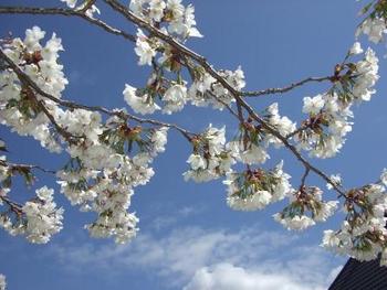 4月4日ともえ桜