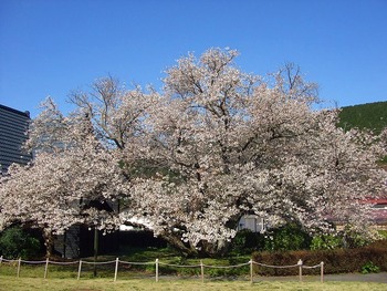 4月4日ともえ桜