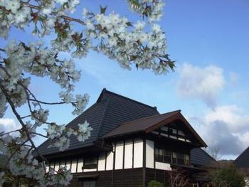 4月5日ともえ桜