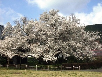 4月5日ともえ桜