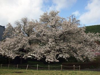 4月7日ともえ桜