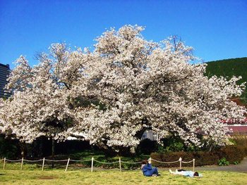 4月8日ともえ桜
