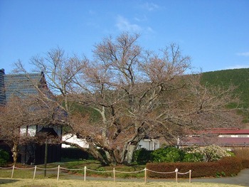 3月26日ともえ桜