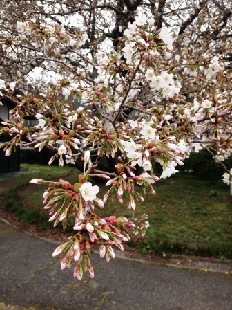 3月31日ともえ桜