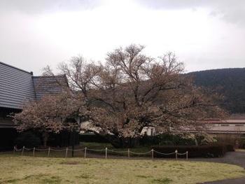 3月31日ともえ桜
