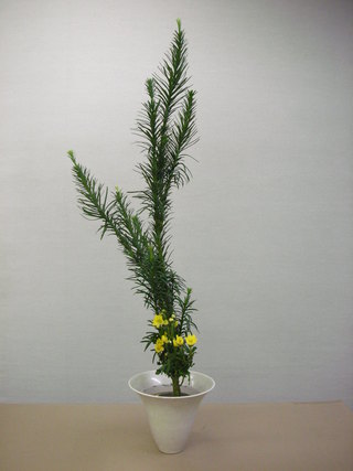 先週のお花