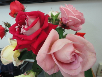 自慢の薔薇