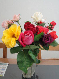 薔薇の季節です
