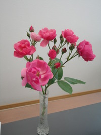 薔薇の季節です