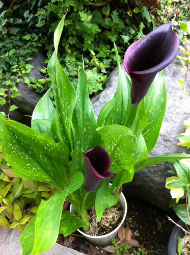 大切な花
