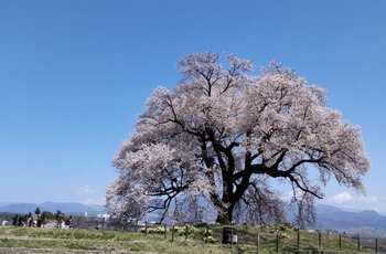 《わに塚の桜》