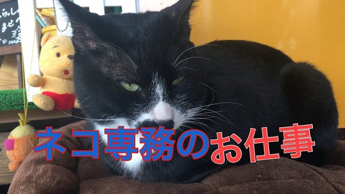 伊豆 北川温泉 星ホテル 猫専務 伊豆 北川温泉 星ホテル 猫専務