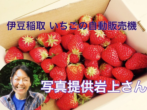 伊豆　北川温泉　星ホテル 伊豆の観光情報　「イチゴの自動販売機」