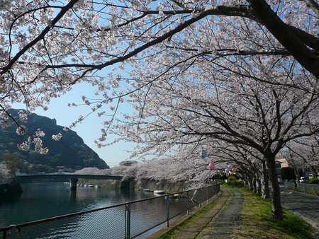 日本桜の会 日本桜の会の思い出。