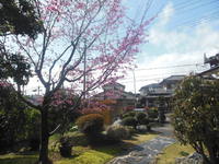 今年のお花見は、三冠王の桜で決まりで～す !!
