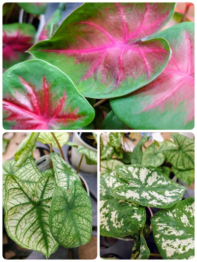 鉢物の受け皿の溜め水で植物は枯れてしまうのか? 鉢物の受け皿の溜め水で植物は枯れてしまうのか?