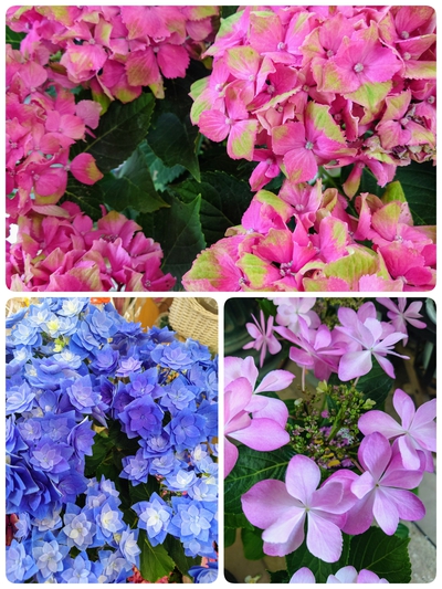 花屋で買った紫陽花の鉢物 花屋で買った紫陽花の鉢物