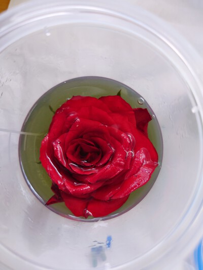 枯れないお花 枯れないお花