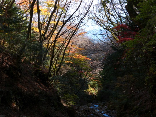 森の風景 紅葉