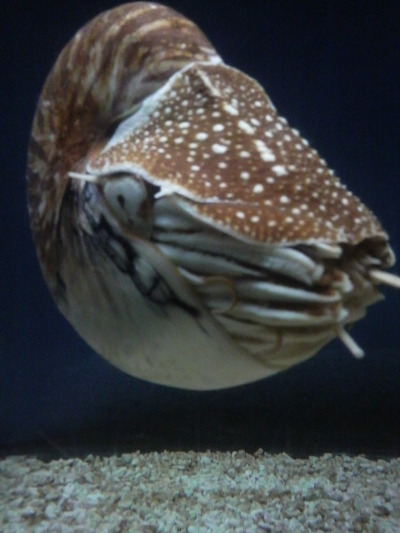 掃除中のお昼寝