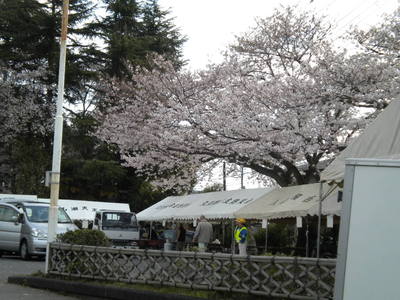 桜祭り!