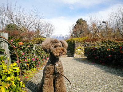 元旦の富士山とハル君