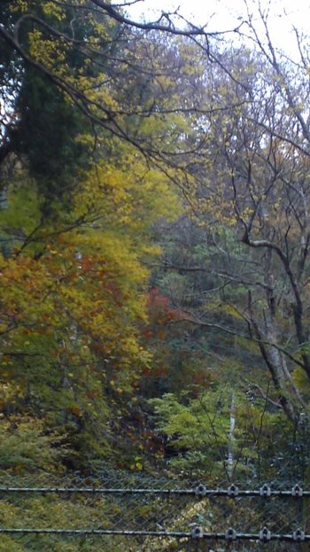 箱根の紅葉