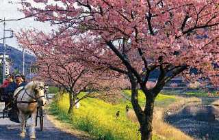 伊豆の桜まつりが、近ずきました!