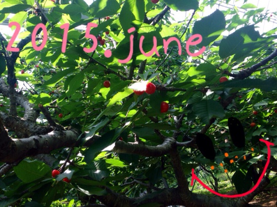 6月も終わり。。 6月も終わり。。