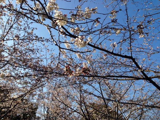 桜の季節に。 桜の季節に。