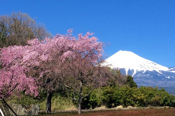 桜の季節に。 桜の季節に。